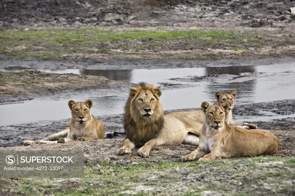 Tanzania, Katavi National Park. A pride of lions beside the Katuma River in the Katavi National Park.