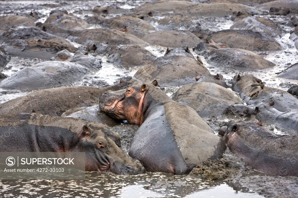 Tanzania, Katavi National Park. Hippos wallow in mud as the Katuma River dries at the end of the long dry season in the Katavi National Park.