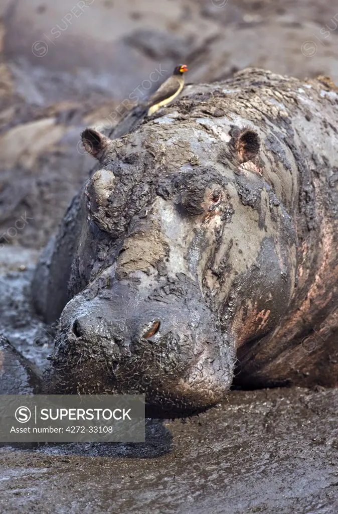Tanzania, Katavi National Park. A hippo basks in a mud wallow as the Katuma River dries at the end of the long dry season in the Katavi National Park.