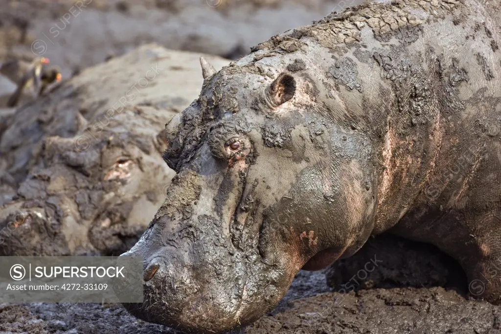 Tanzania, Katavi National Park. Hippos wallow in mud as the Katuma River dries at the end of the long dry season in the Katavi National Park.