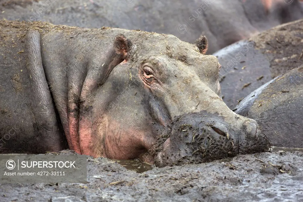 Tanzania, Katavi National Park. A hippo basks in a mud wallow as the Katuma River dries at the end of the long dry season in the Katavi National Park.