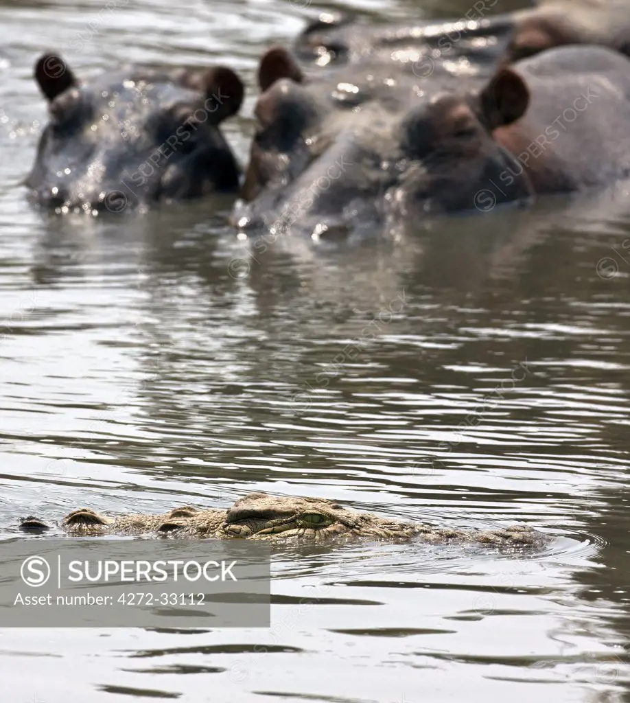 Tanzania, Katavi National Park. Hippos watch a crocodile glide past them in the Katuma River.