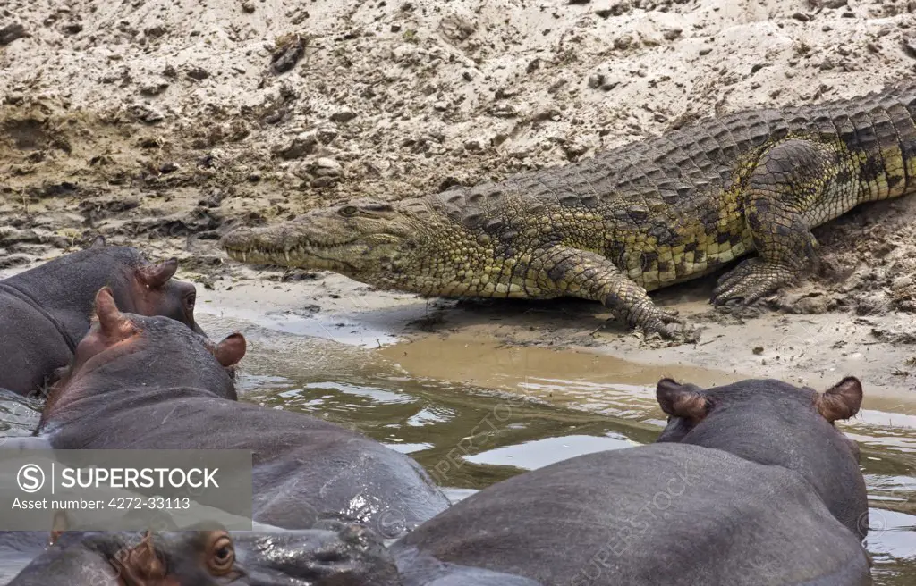 Tanzania, Katavi National Park. Hippos keep a careful watch on a crocodile before it heads for the Katuma River.