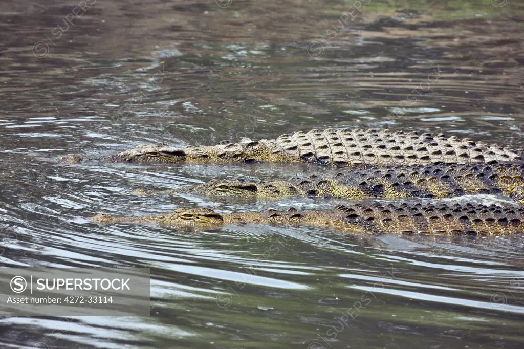Tanzania, Katavi National Park. Three large Nile crocodiles swim in the Katuma River.