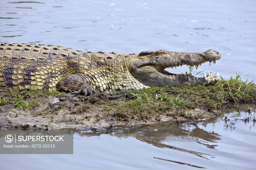 Tanzania, Katavi National Park. A large Nile crocodile basks in the sun on the banks of the Katuma River.