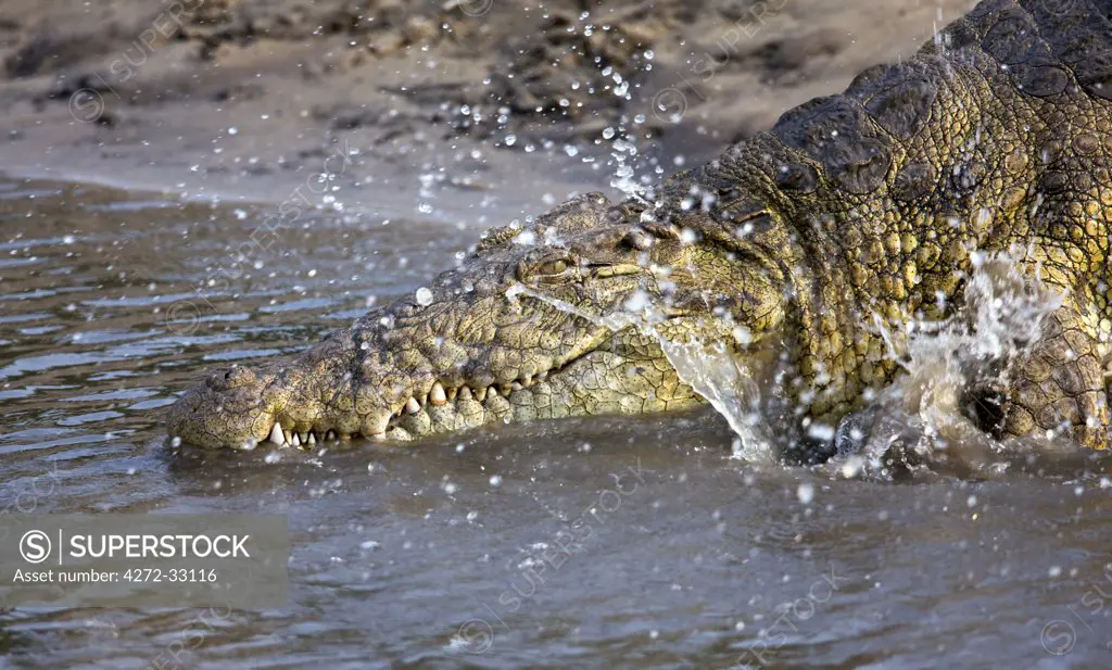 Tanzania, Katavi National Park. A large Nile crocodile plunges into the Katuma River.