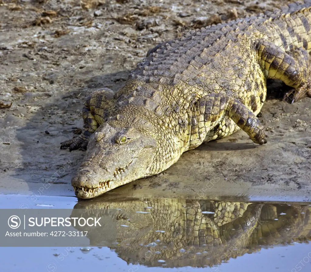 Tanzania, Katavi National Park. A large Nile crocodile heads for the Katuma River.