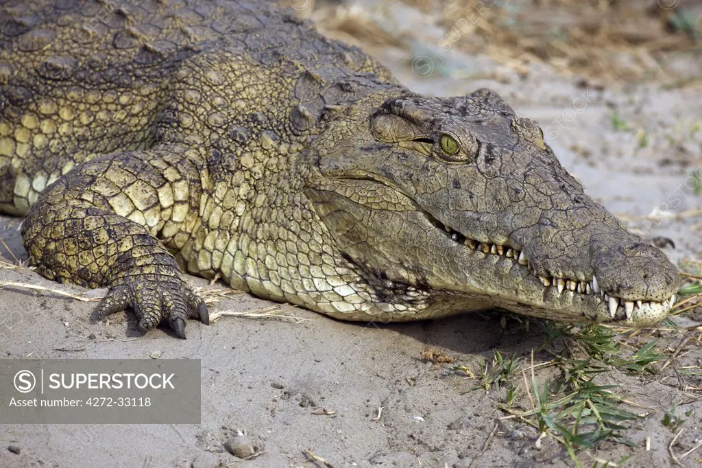 Tanzania, Katavi National Park. A large Nile crocodile basks in the sun on the banks of the Katuma River.