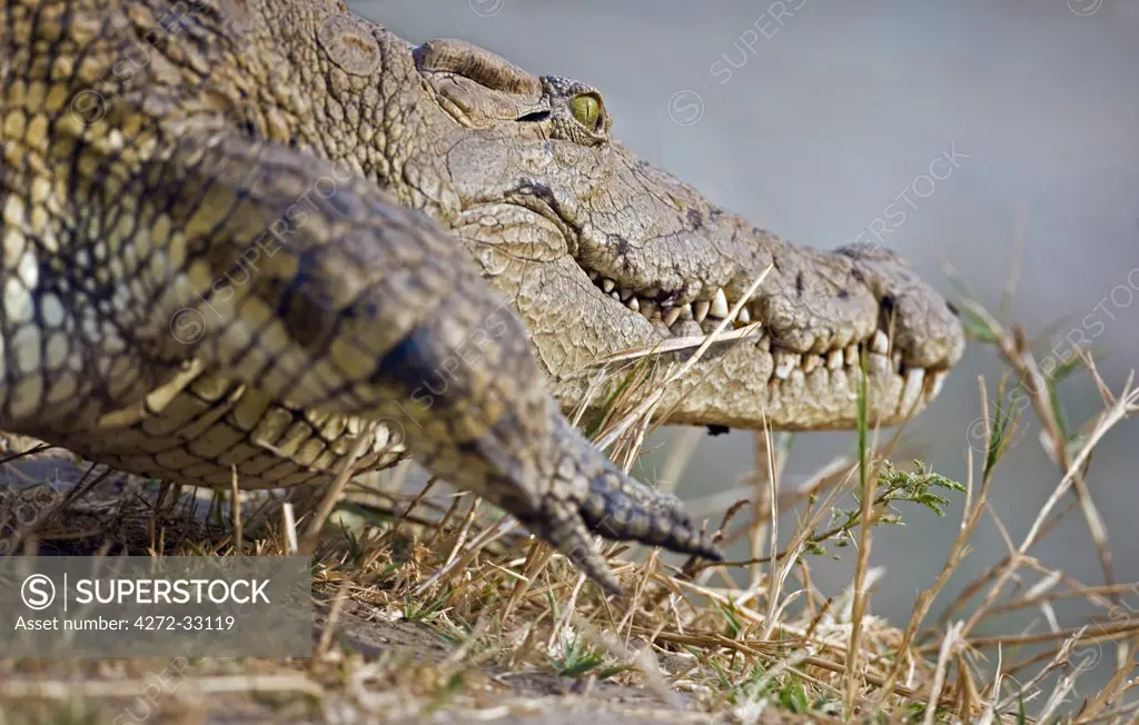 Tanzania, Katavi National Park. A large Nile crocodile rushes down a bank of the Katuma River.