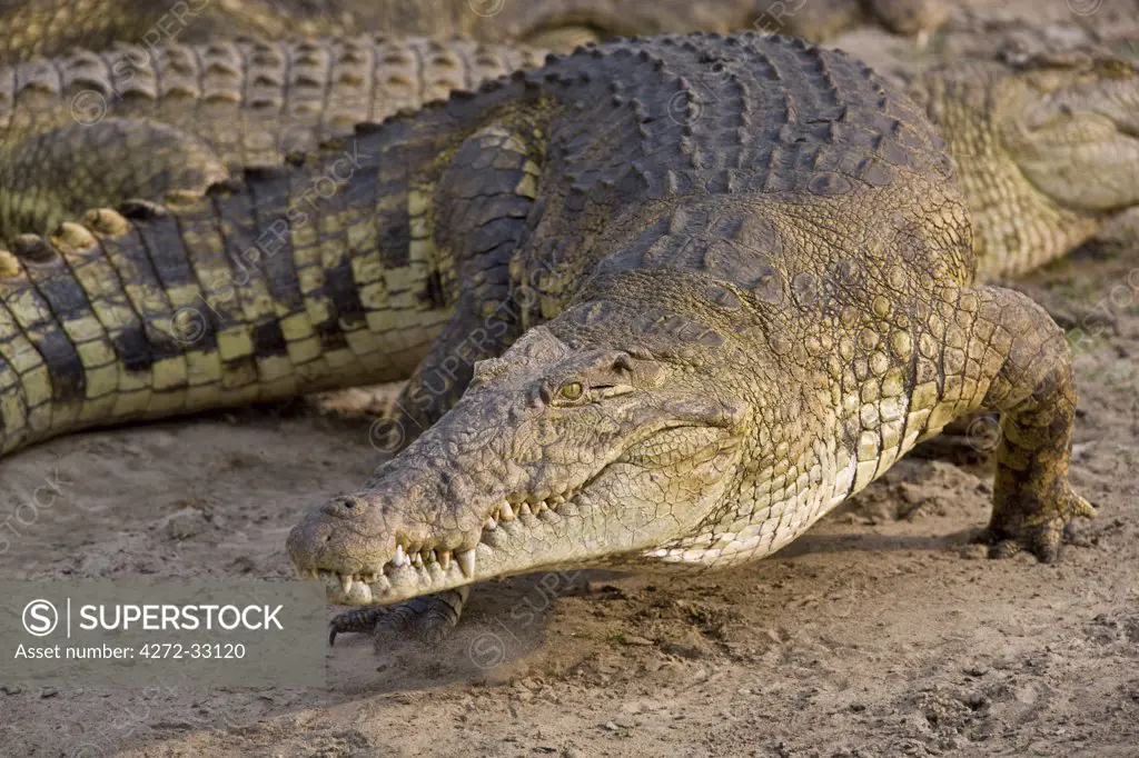 Tanzania, Katavi National Park. A large Nile crocodile on the banks of the Katuma River.