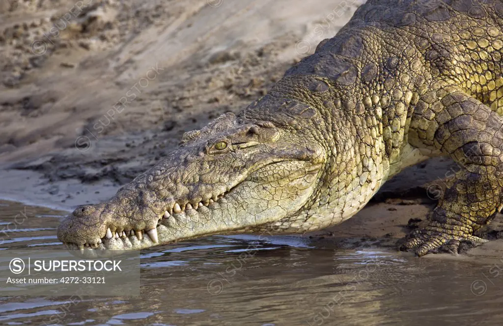 Tanzania, Katavi National Park. A large Nile crocodile on the point of plunging into the Katuma River.