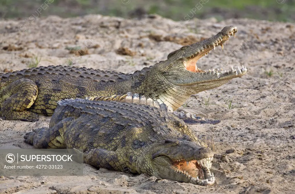 Tanzania, Katavi National Park. Large Nile crocodiles bask in the sun on the banks of the Katuma River.