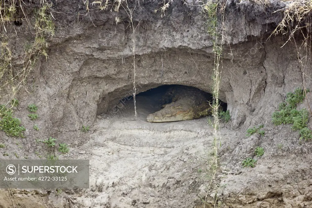 Tanzania, Katavi National Park. As the Katuma River dries up, crocodiles hibernate in caves along the banks of the river.