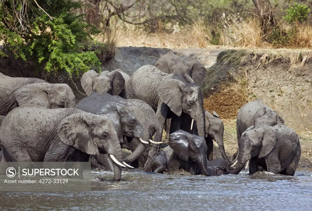 Tanzania, Katavi National Park. Elephants drink and cool off in the Katuma River.