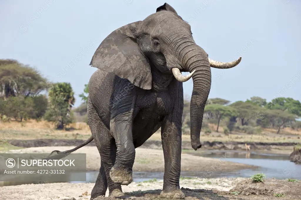 Tanzania, Katavi National Park. An elephant displays aggression on the banks of the Katuma River.