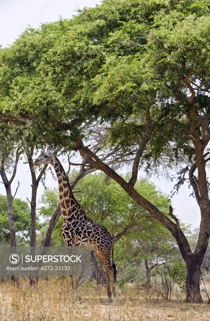 Tanzania, Katavi National Park. A Masai giraffe under large acacia trees.