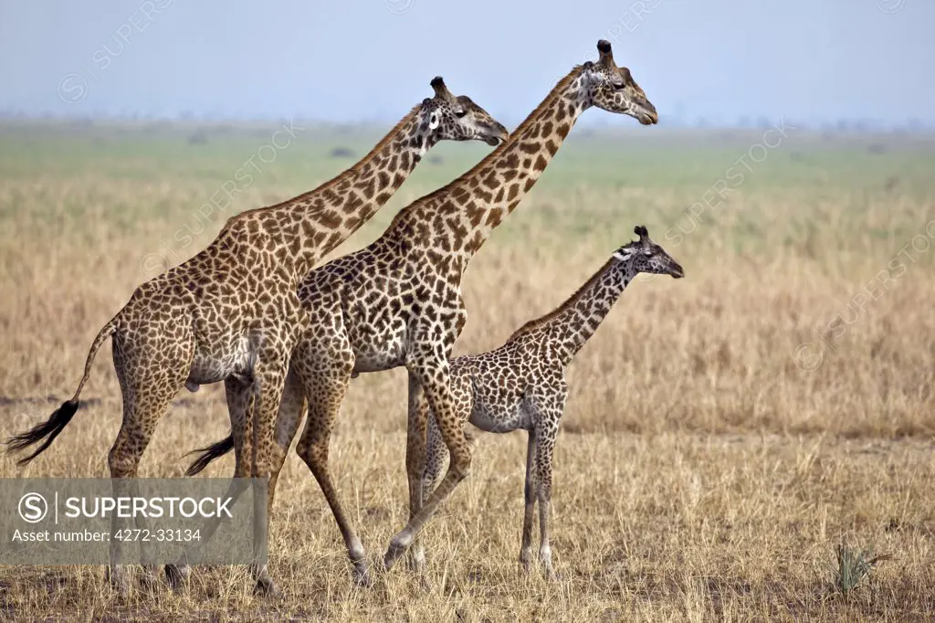 Tanzania, Katavi National Park. A family of Masai giraffes moves along the edge of the Katisunga swamp.