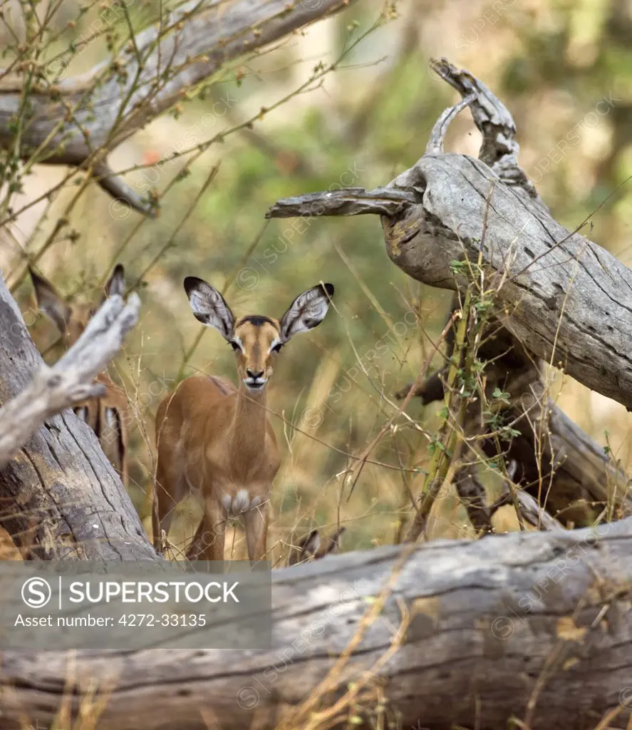 Tanzania, Katavi National Park. An impala antelope remains alert amongst the trunk and branches of a dead acacia tree.