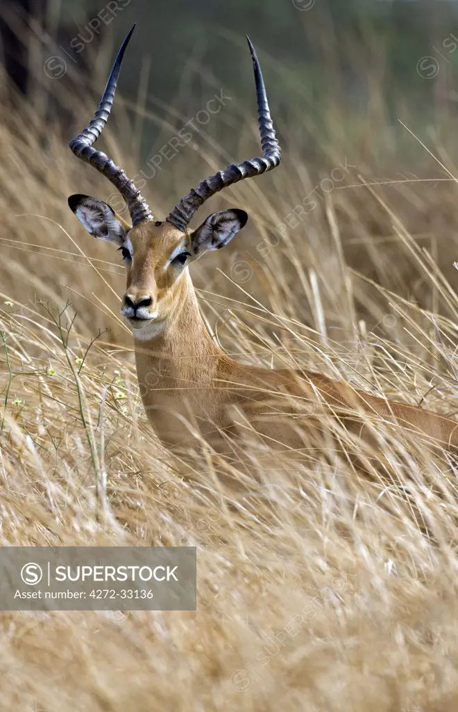 Tanzania, Katavi National Park. A male impala antelope moves through tall dry grass in Katavi National Park.