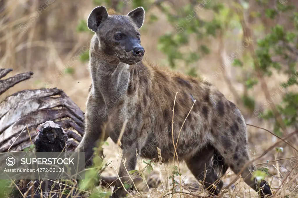 Tanzania, Katavi National Park. A spotted hyena feeds on a buffalo carcass in Katavi National Park.
