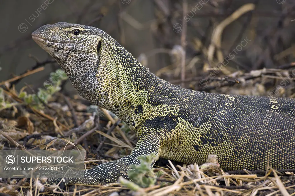 Tanzania, Katavi National Park. A monitor lizard in Katavi National Park.