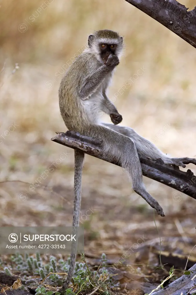 Tanzania, Katavi National Park. A vervet monkey in Katavi National Park.
