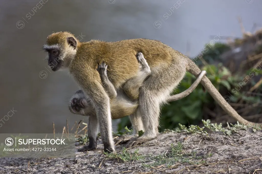 Tanzania, Katavi National Park. A female vervet monkey carries her infant slung under her chest.
