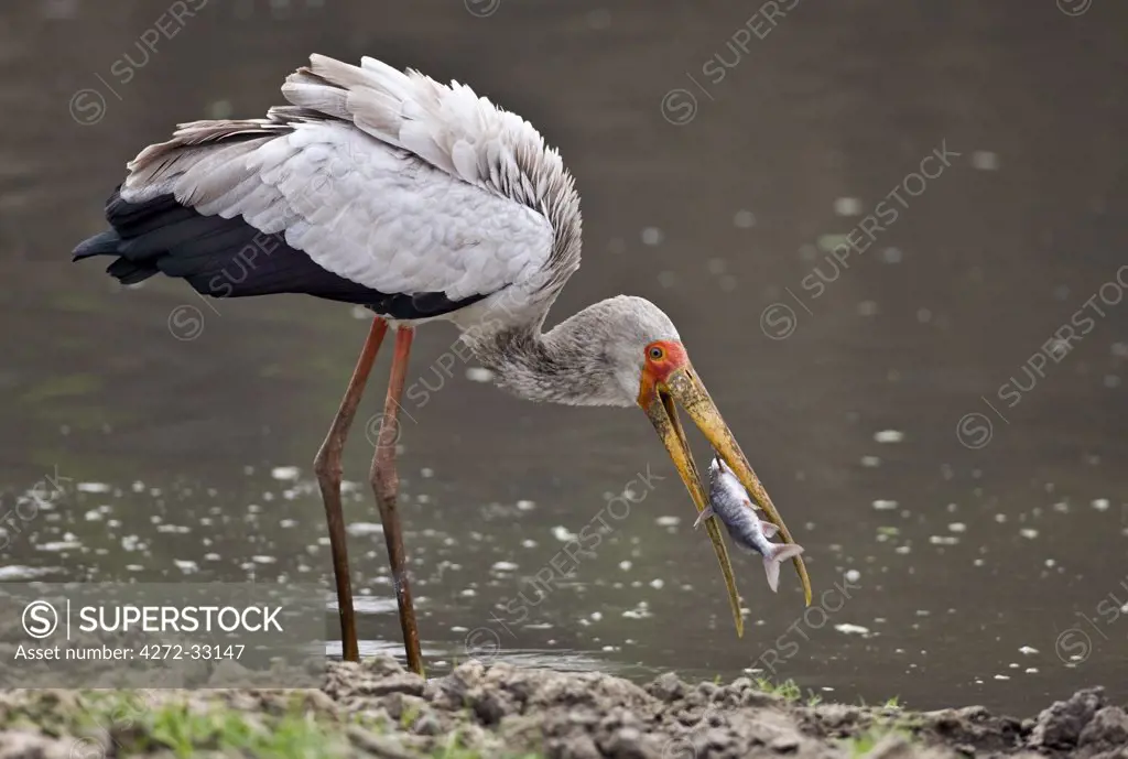 Tanzania, Katavi National Park. A Yellow-billed stork catches a fish in the Katuma River.