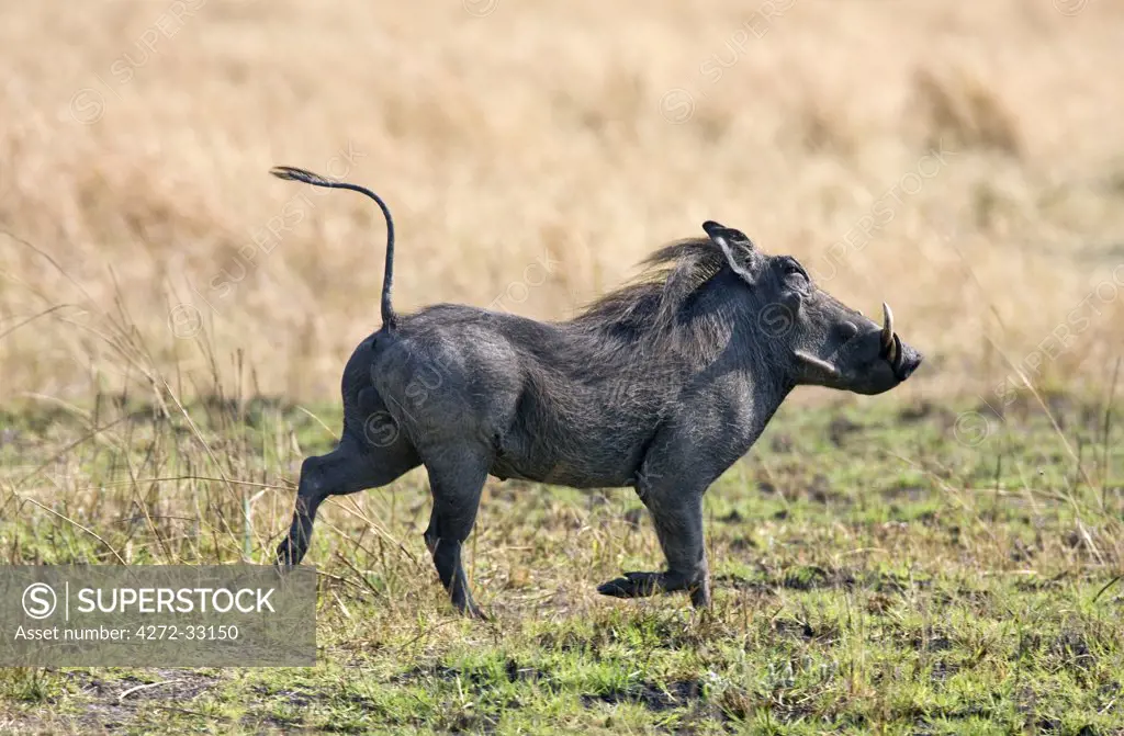 Tanzania, Katavi National Park. A warthog runs with its tail in the air.