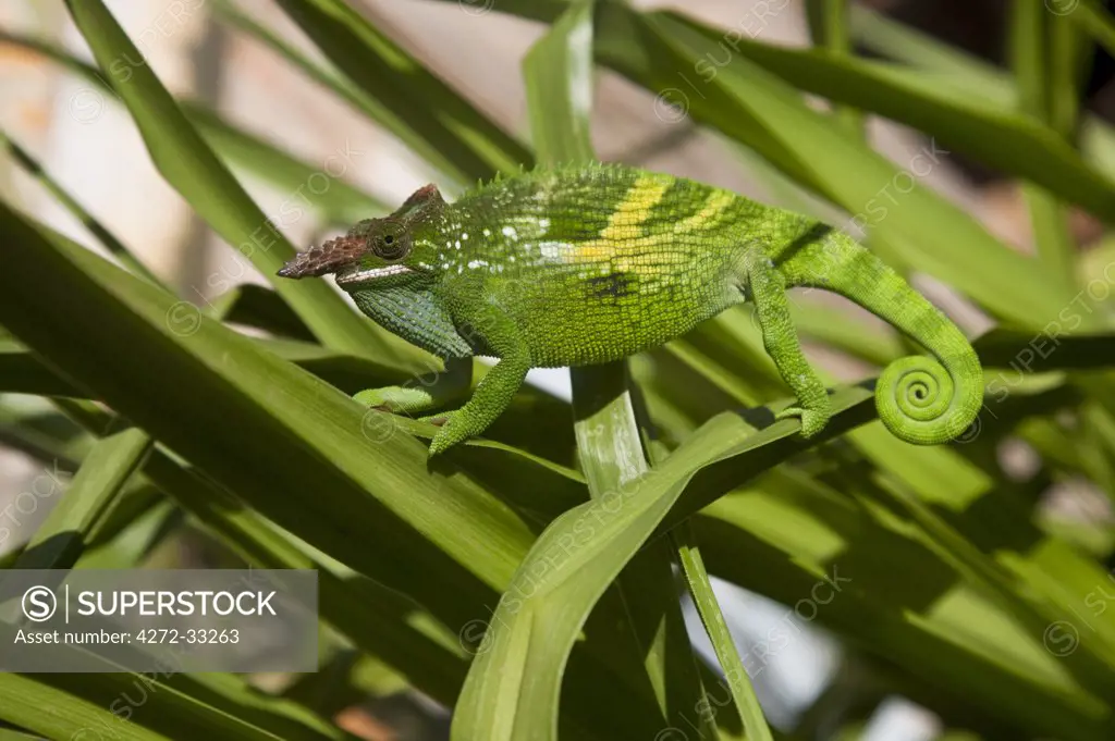 Tanzania. An African Two-horned chameleon carefully picks it's way through the tall grasses.