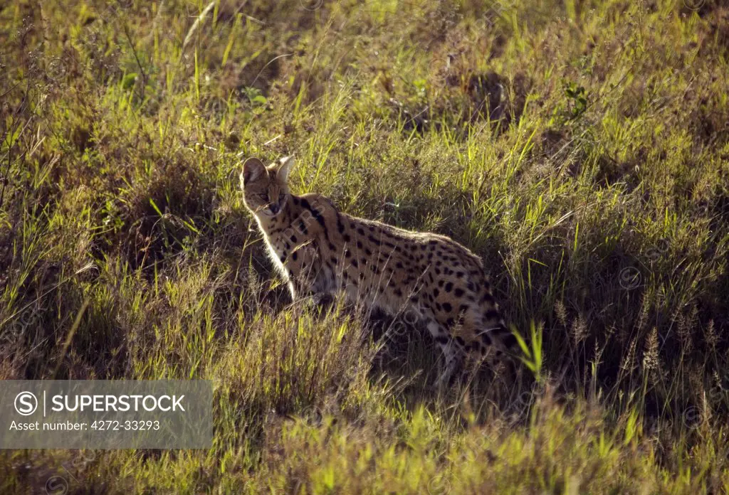 Tanzania, Serengeti. A serval looks back as it slinks through the tall grass.