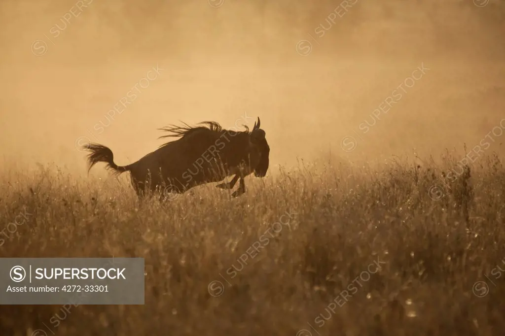 Tanzania, Serengeti. A Gnu leaps through the grass.