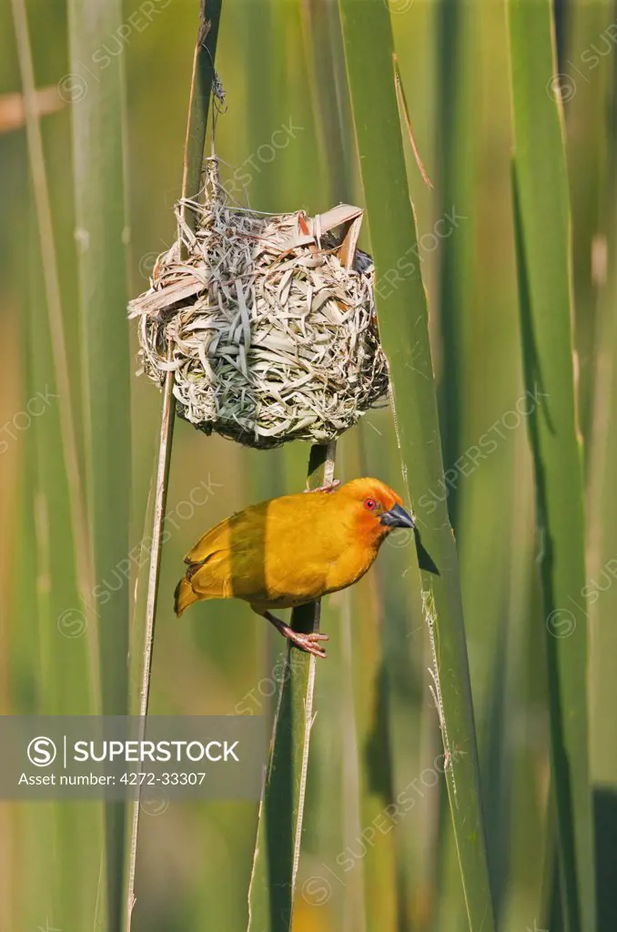 An African Golden Weaver at its nest near Soni in the Western Arc of the Usambara Mountains.
