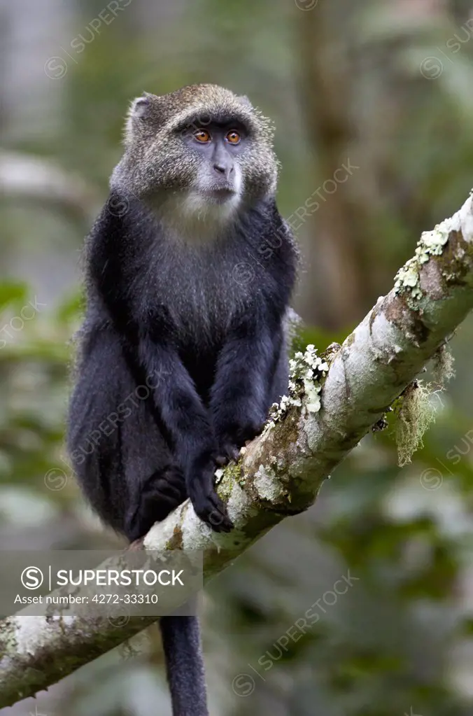 A Blue Monkey in the Amani Nature Reserve, a protected area of 8,380ha situated in the Eastern Arc of the Usambara Mountains.