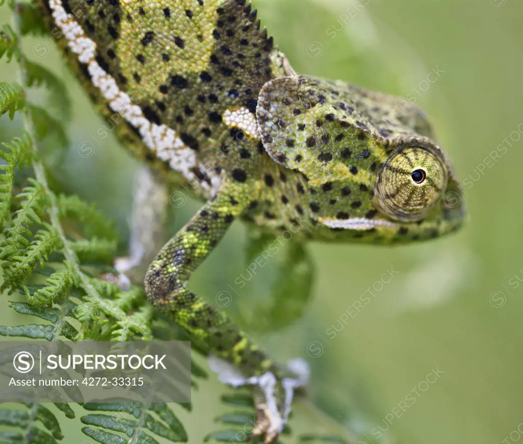 A female two-horned chameleon in the Amani Nature Reserve, a protected area of 8,380ha situated in the Eastern Arc of the Usambara Mountains.