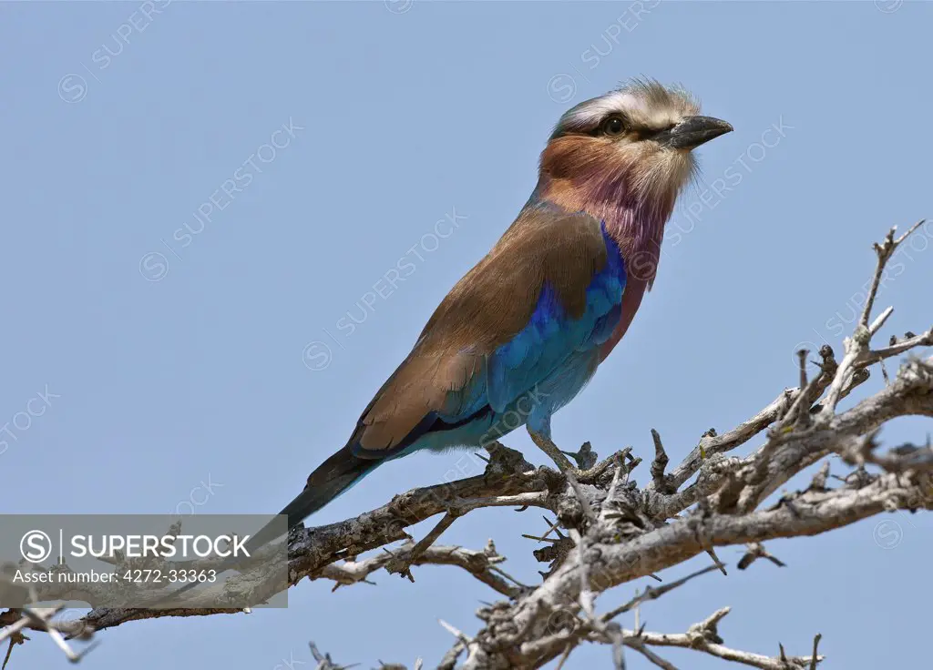 A beautiful Lilac-breasted Roller in Selous Game Reserve.