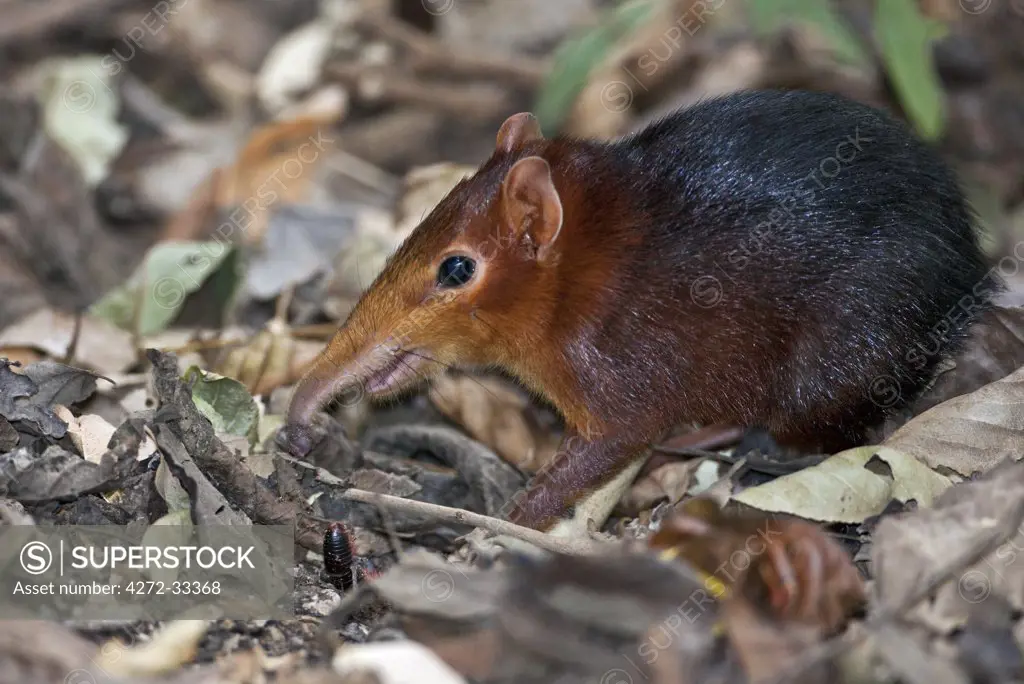 A diminutive elephant shrew finds food amongst fallen leaves in Selous Game Reserve.