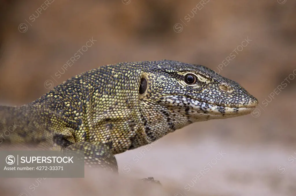 A monitor lizard on the banks of the Rufiji River in Selous Game Reserve.