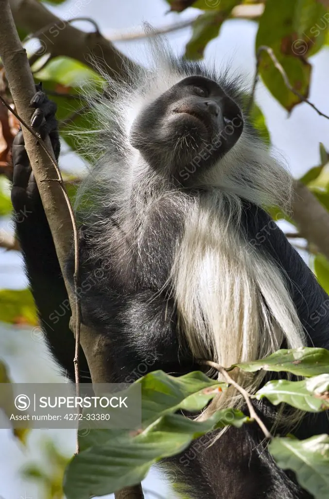 An Angola Pied Colobus in Selous Game Reserve.
