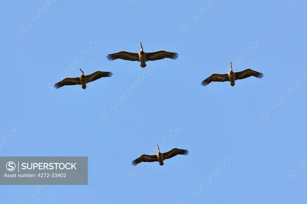 Pink-backed pelicans fly over the Kilombero River near Ifakara. This river is a major tributary of the Rufiji River.