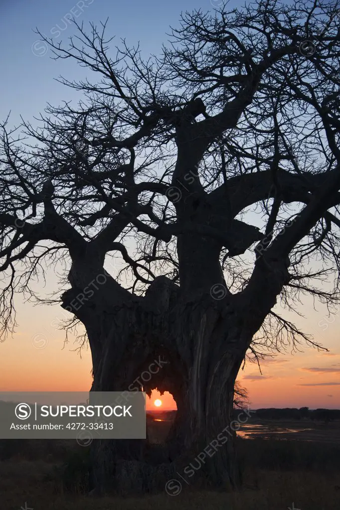 Sunrise through a large hole in the trunk of a Baobab tree growing on the banks of the Great Ruaha River in Ruaha National Park.  Elephant damage caused the hole.