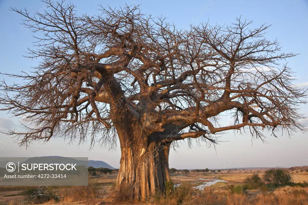 A large Baobab tree growing on the banks of the Great Ruaha River in Ruaha National Park.  Elephant damage to the bark of its trunk is evident.