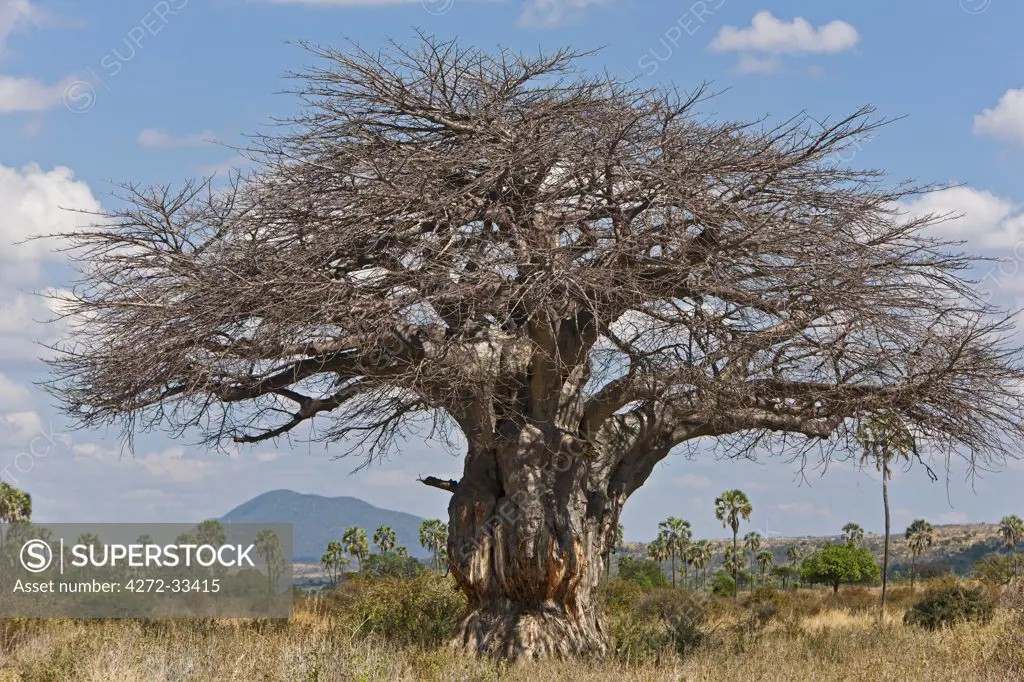 A large Baobab tree in Ruaha National Park.  Elephant damage to the bark of its trunk is very evident.