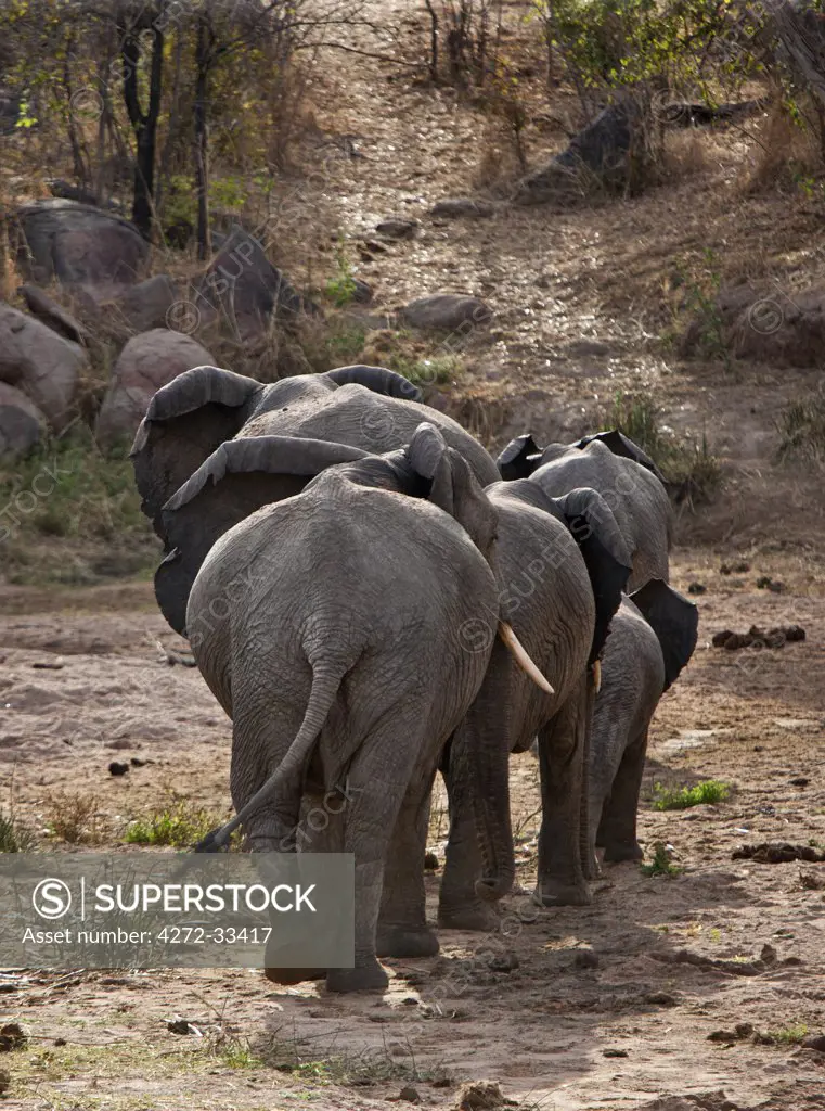 A small herd of elephants leaves a dry river bed in Ruaha National Park on a well-defined elephant trail.