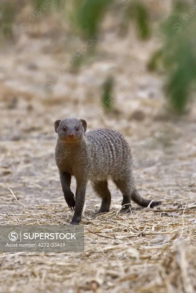 A Banded mongoose in Ruaha National Park.