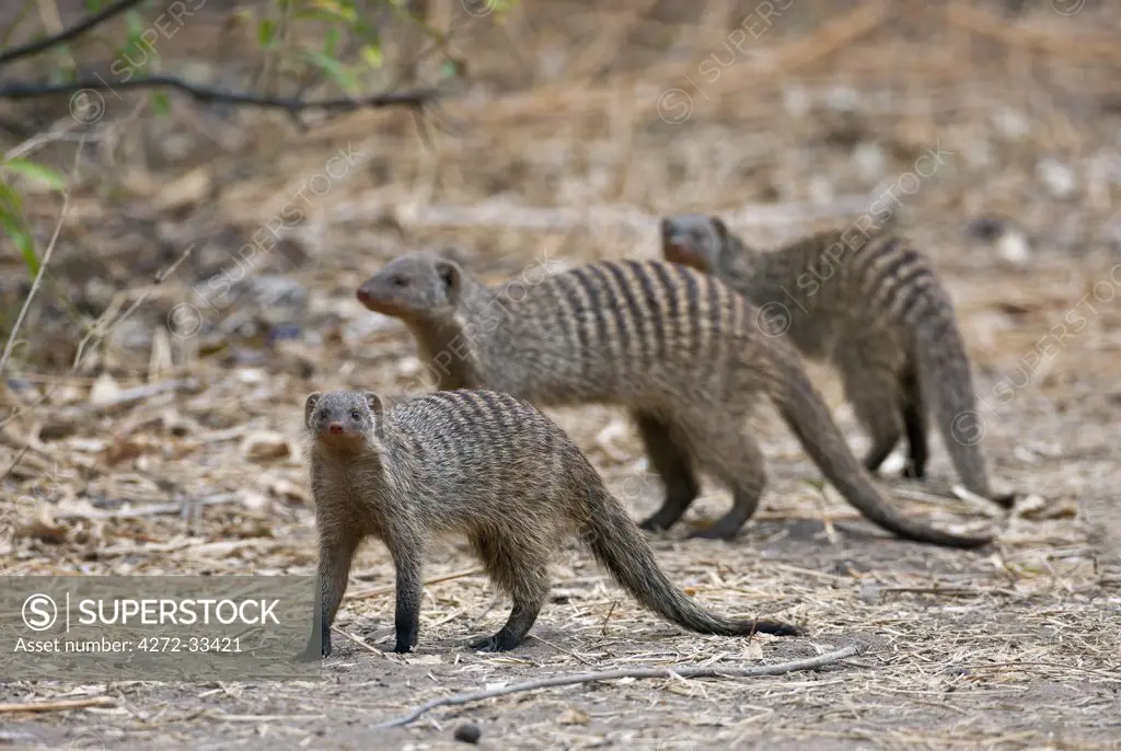 Banded mongooses in Ruaha National Park.