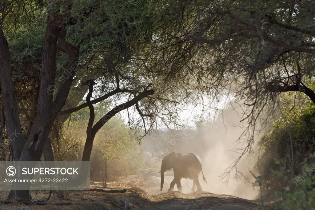 An elephant dusts itself on a track in Ruaha National Park.
