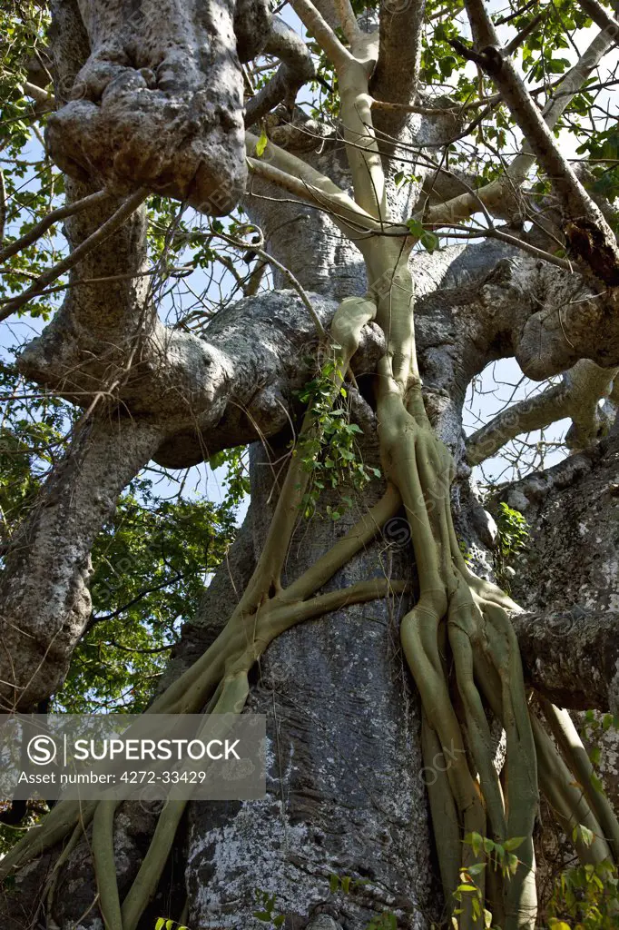 Roots of a strangler fig tree climb up the trunk of a baobab tree like tentacles.  Fig seeds will have been brought by birds and after man years, the fig is likely to kill the baobab.