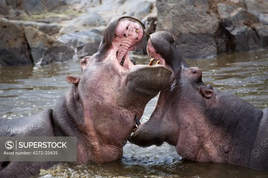 Tanzania, Serengeti. Hippos joust for dominance in the waters of the Serengeti's northern Hippo Pool.