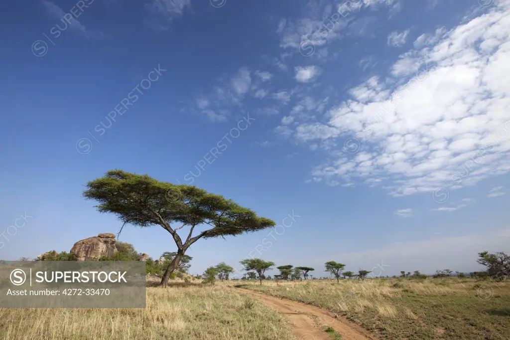 Tanzania, Serengeti. Typical Serengeti landscape near the Maasai Kopjes.